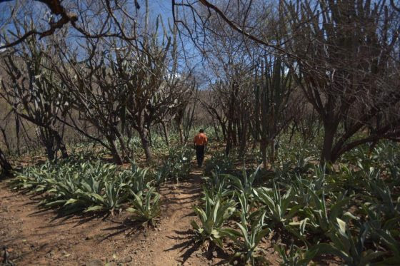 El maravilloso agave cocui, la creación en la aridez