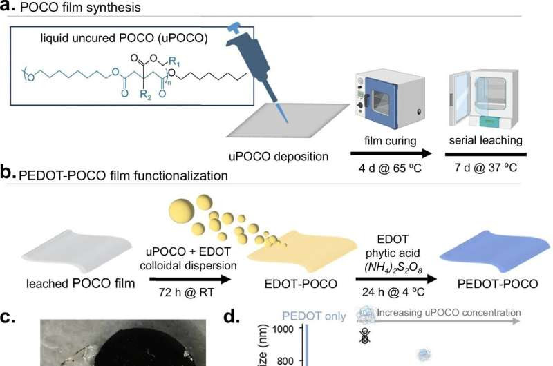 Novel 'Scaffolding' biomaterial improves bladder regeneration and function