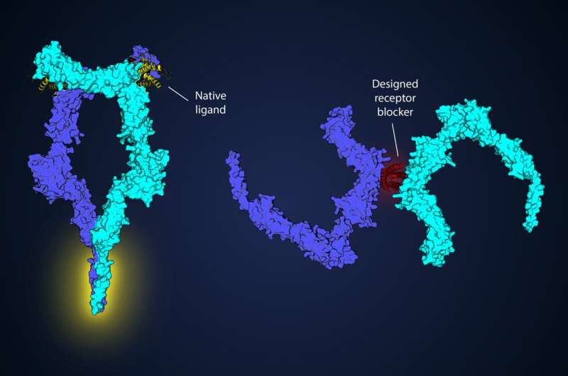 Revolutionising cancer therapy with protein design