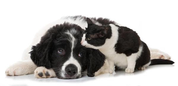 white/black dog and cat relaxing