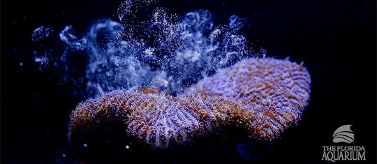 coral spawn by the Florida Aquarium