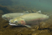 Two steelhead swimming along the river bottom