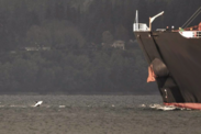 A killer whale leaps out of the water in front of a large commercial ship