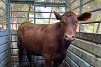 red-heifer-Shilo-nwslttr