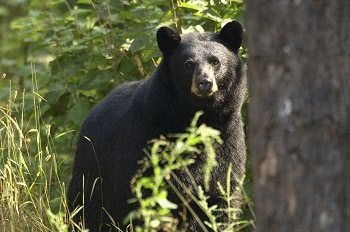 A black bear among lush green grass, next to a large tree trunk in a sunny, forested area