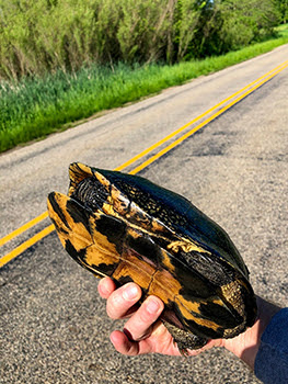 A Blanding's turtle is picked up crossing a highway and moved to safety.