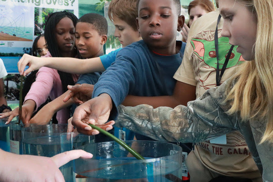 Children looking at a mangrove display at MarineQuest