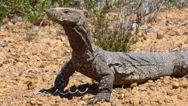 Heath Goanna Head