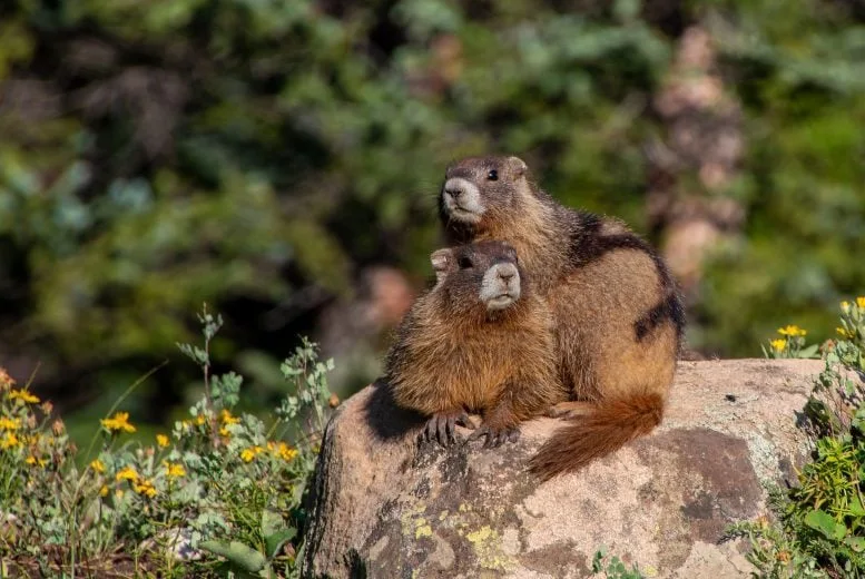 Yellow Bellied Marmots