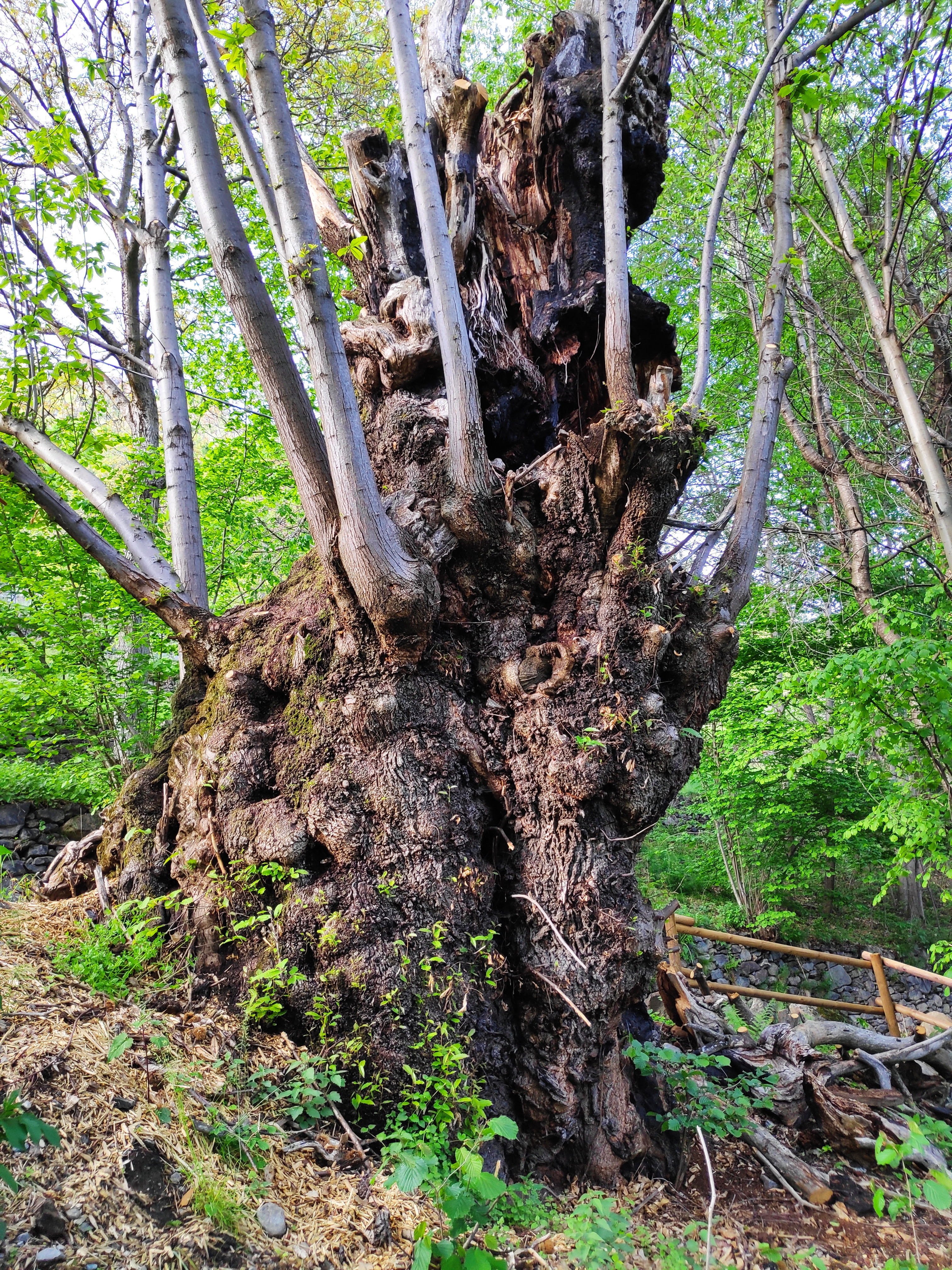 Castagno Grosio Albero monumentale