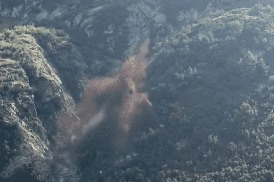 VIDÉO. Éboulement spectaculaire en Haute-Savoie : '30 000 à 35 000 mètres cubes' de roche s'effondrent dans le massif des Aiguilles Rouges