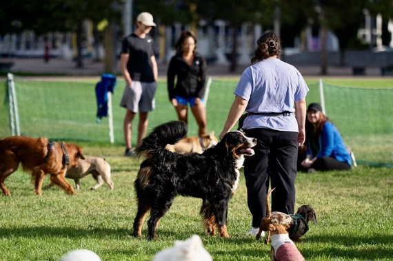 Dogs at The Commons