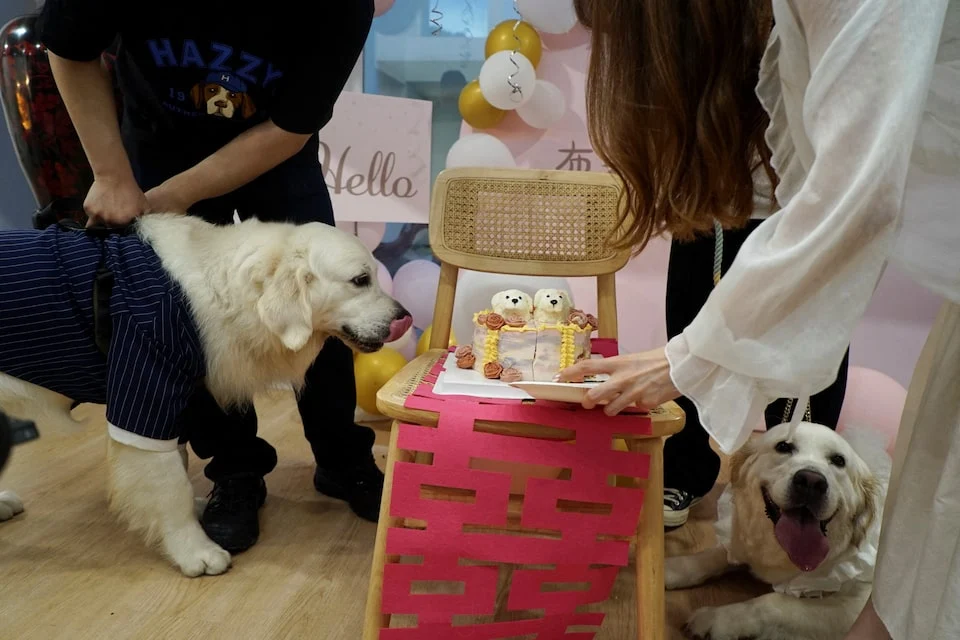 Golden retrievers Bond and Bree wait to eat their wedding cake