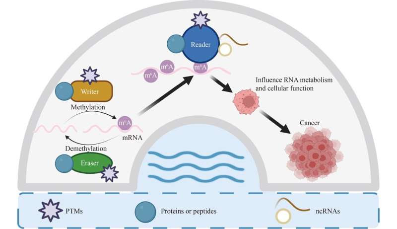 Regulations of m6A and other RNA modifications and their roles in cancer