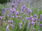 Lavendelöl fein Lavandula angustifolia