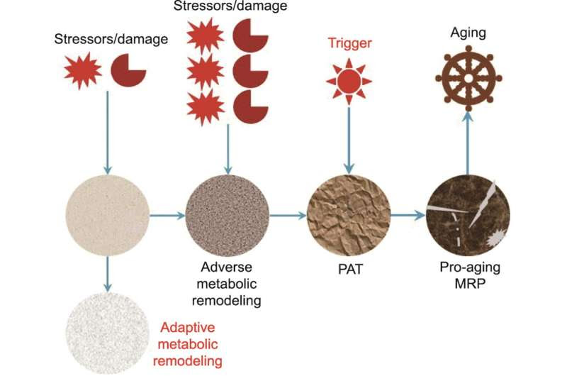 New theory of aging: Pro-aging metabolic reprogramming