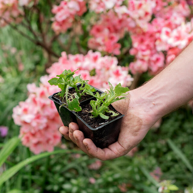 A hand holds a container with two small plants. Pink flowers fill the background.