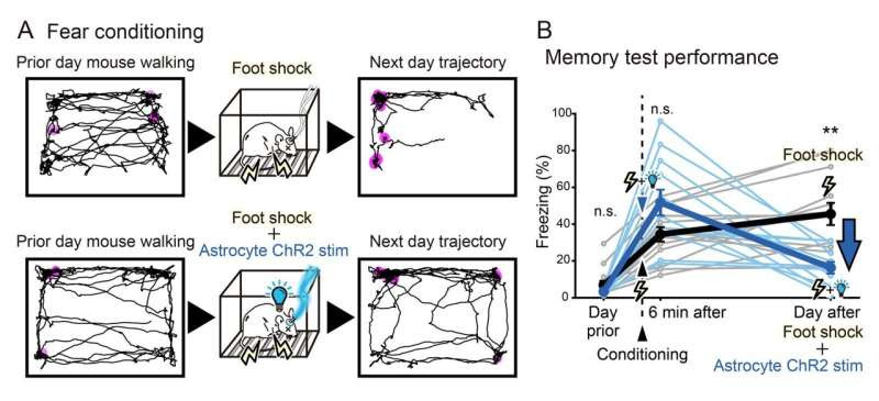 Saying goodbye to traumatic memories: Astrocytic manipulation of the fate of memory