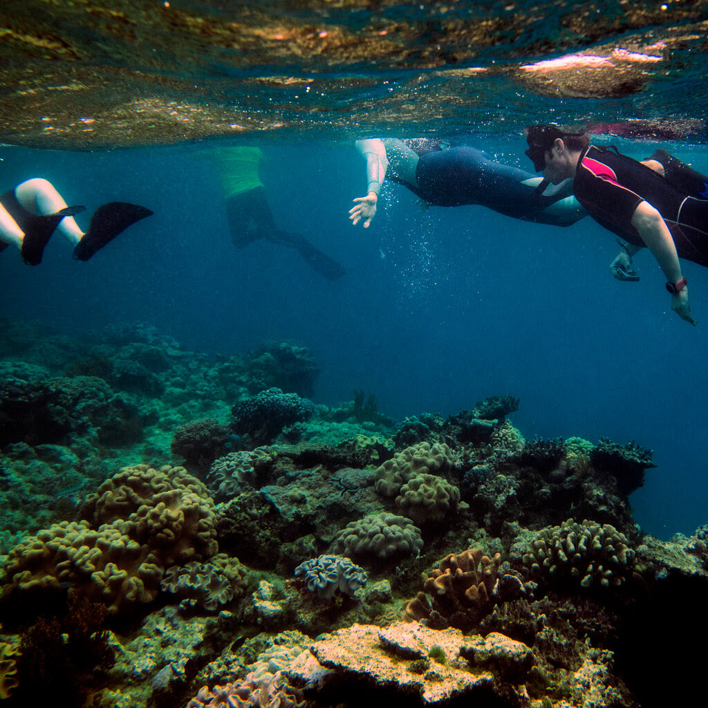 People swimming underwater near the Great Barrier Reef. 