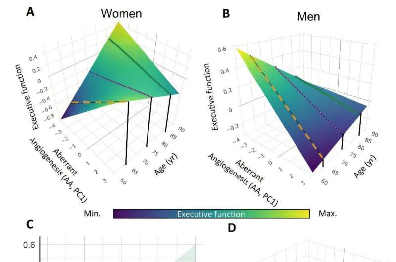 Abnormal blood vessel growth in the brain may be an early diagnostic sign of cognitive impairment