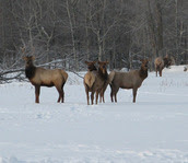 elk standing in snow