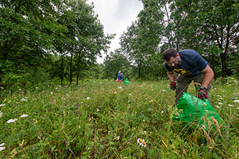 Volunteers pull up spotted knapweed in a forest clearing.