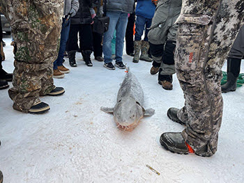 After only 17 minutes of fishing, this year’s sturgeon season on Black Lake ended at 8:17 a.m. Saturday, Feb. 1. 