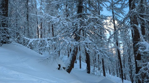 Winter-Trees-of-Snow