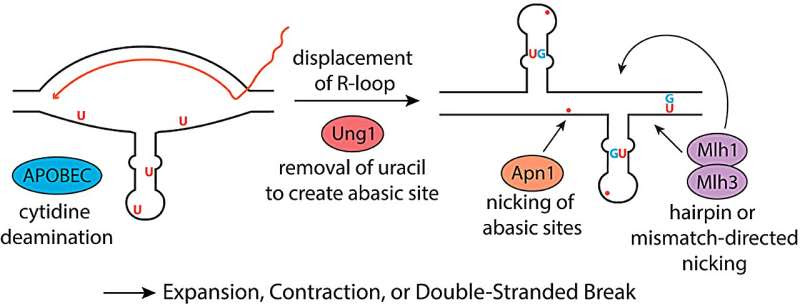 Antiviral protein causes genetic changes implicated in Huntington's disease progression