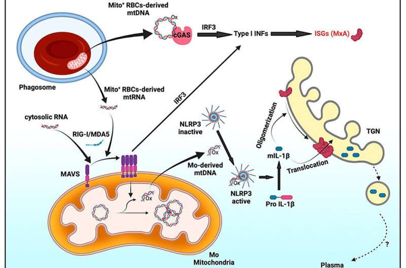 Unique immune response in lupus paves the way for new treatments