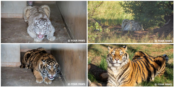 (Top Left) Tiger cub Snow, (Top Right) Tigress Snow at LIONSROCK Big Cat Sanctuary in Bethlehem, South Africa, (Bottom Left) Tiger cub Sky, (Bottom Right) Tigress Sky at LIONSROCK Big Cat Sanctuary in Bethlehem, South Africa.