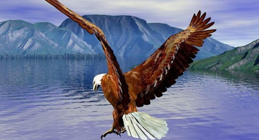 Resultado de imagem para aguia