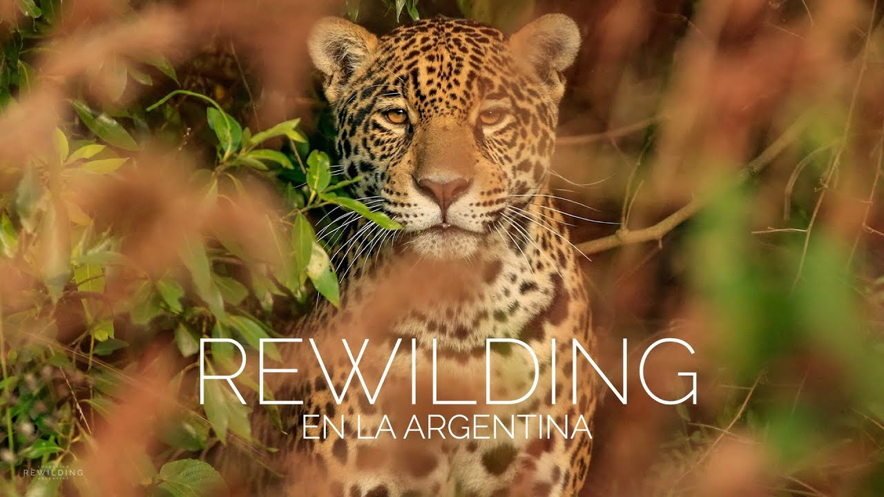 Trailer del libro Rewilding en la Argentina - YouTube