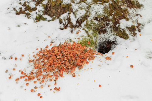 Red bits of plant material scattered outside a hole in the ground, in the snow.