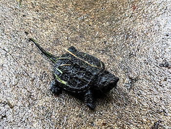 A baby common snapping turtle is shown.