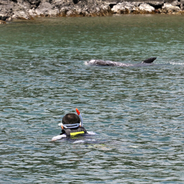 A swimmer wearing a snorkel is in the water, looking at two dolphins.