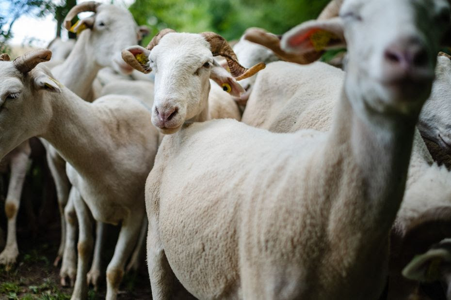 Loup : 'On est là pour gérer des situations d'urgence', une bergère d'appui recrutée en soutien des éleveurs en Haute-Savoie