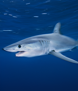 Le requin : une espèce à protéger