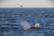 A drone hovers over a Rice’s whale in open water 