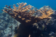 Elkhorn coral