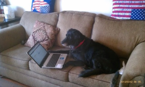 Dog-Computer-Couch