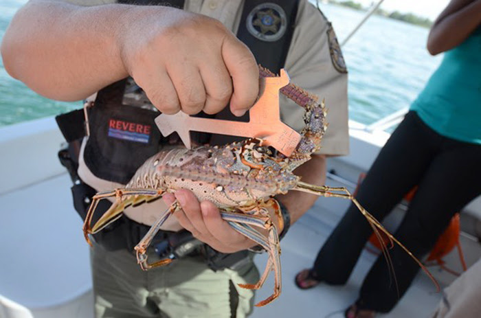 FWC officer measuring spiny lobster