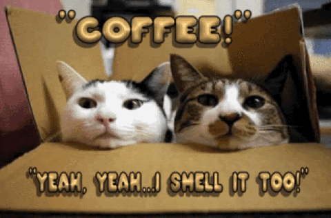 coffee-cats-smell-it