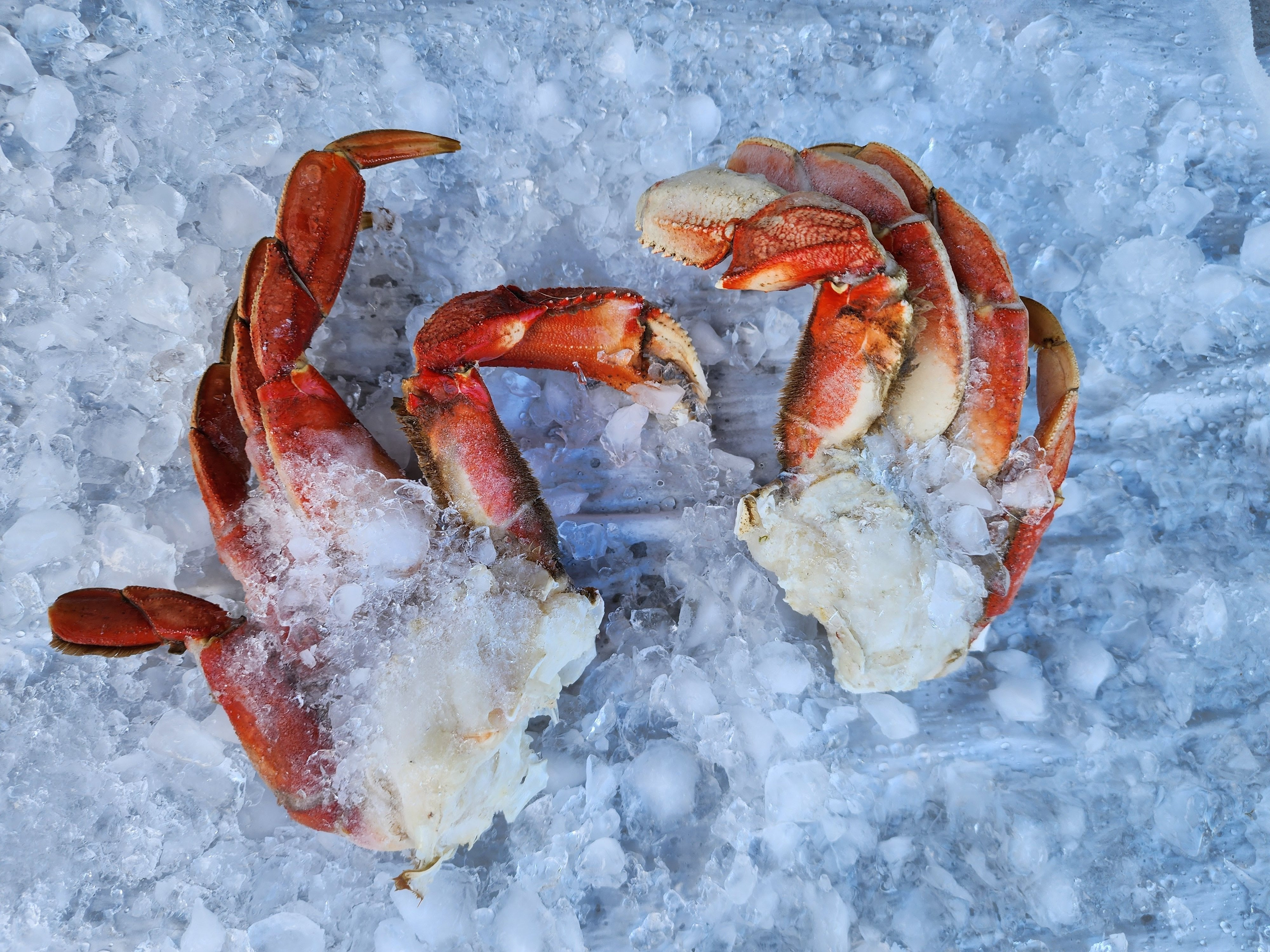 Image of Dungeness Crab Legs