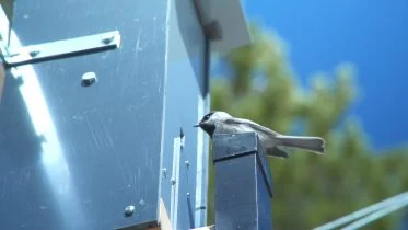 Mountain Chickadee