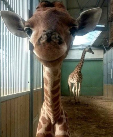 Giraffe-baby-smile