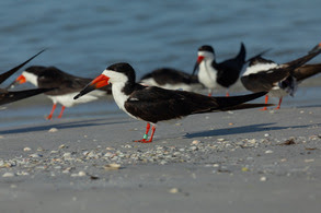 Banded black skimmer