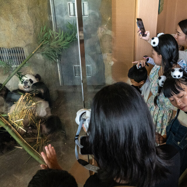 A panda lying on its back while holding a large stick of bamboo is on display behind glass. A group of visitors, some wearing headbands with panda heads as ears, are watching,