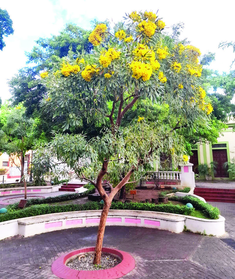 Un área del Parque Rosado.