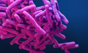 Ilustración de la bacteria resistente a los medicamentos, Mycobacterium tuberculosis.